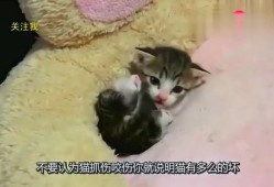 毛毯猫在线观看,温馨治愈的在线观看之旅