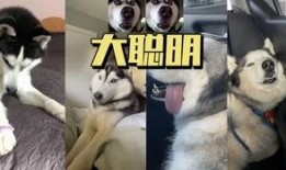 二哈爆料唐明龙视频