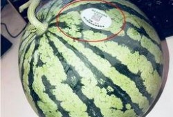 盐城网红吃瓜,揭秘幕后故事与热门话题