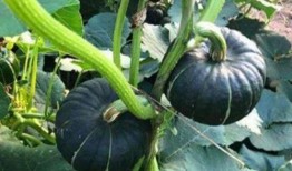 最近微很火的网红吃瓜,揭秘娱乐圈最新热点事件