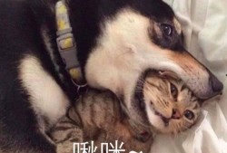 二哈爆料唐明龙视频