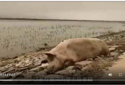 死猪新闻爆料视频,真相背后引人深思