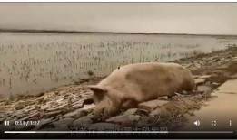 死猪新闻爆料视频,真相背后引人深思