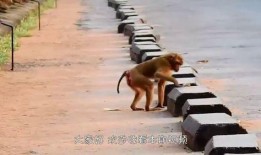 猴子爆料最新消息视频大全,最新消息视频大全精彩回顾