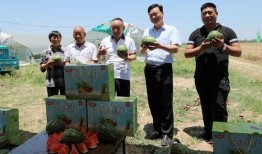 陇南市网红吃瓜事件始末,一场网络狂欢背后的真相与反思