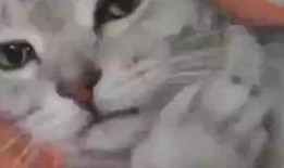 毛毯猫在线观看,温馨治愈的在线观看之旅