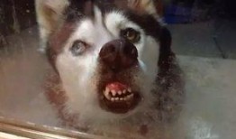 二哈爆料唐明龙视频